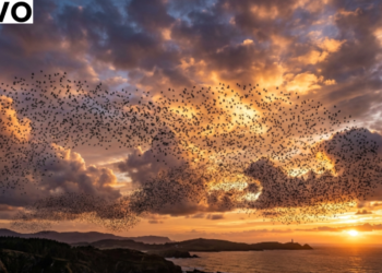 What Is Flocking