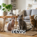 cat breeds that dont shed