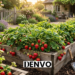 how to grow strawberries